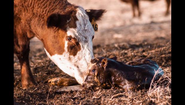 Rural photographer, Dusti Berry, of Philip was named the winner in the Livestock category of the South Dakota Farmers Union 2022 photo contest. Dusi Berry