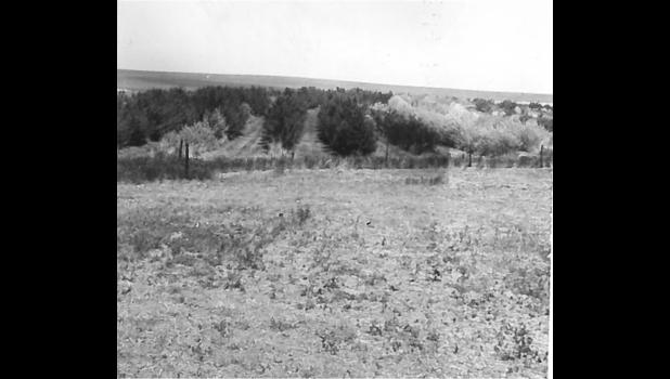 One of seven tree plots planted around Haakon County. Courtesy Photo