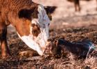 Rural photographer, Dusti Berry, of Philip was named the winner in the Livestock category of the South Dakota Farmers Union 2022 photo contest. Dusi Berry