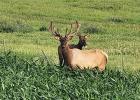 Elk in a cornfield along Highway 73 south of Lemmon. Photo courtesy of Shane Penfield