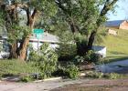 Down Elm on Elm street! Ironic storm situation here along Highway 73 through Philip at the intersection of Elm and Larimer. Many different types of trees had to be removed from the storm.