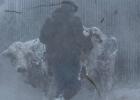 Brent Roth of Bison/Mott, ND taking care of his cattle during the April Blizzard. The blizzard started Tuesday morning and lasted through Thursday. Photo courtesy of Carrie Roth.