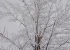 Frost covered the area on Tuesday, December 15, followed by a fresh coat of snow. Although, the scenery was pretty, travel was difficult.