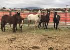 Some of the Mustangs that Denny is training right now. Photo courtesy of Paula Holley