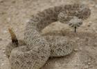 Snake ready to strike. Courtesy Photo